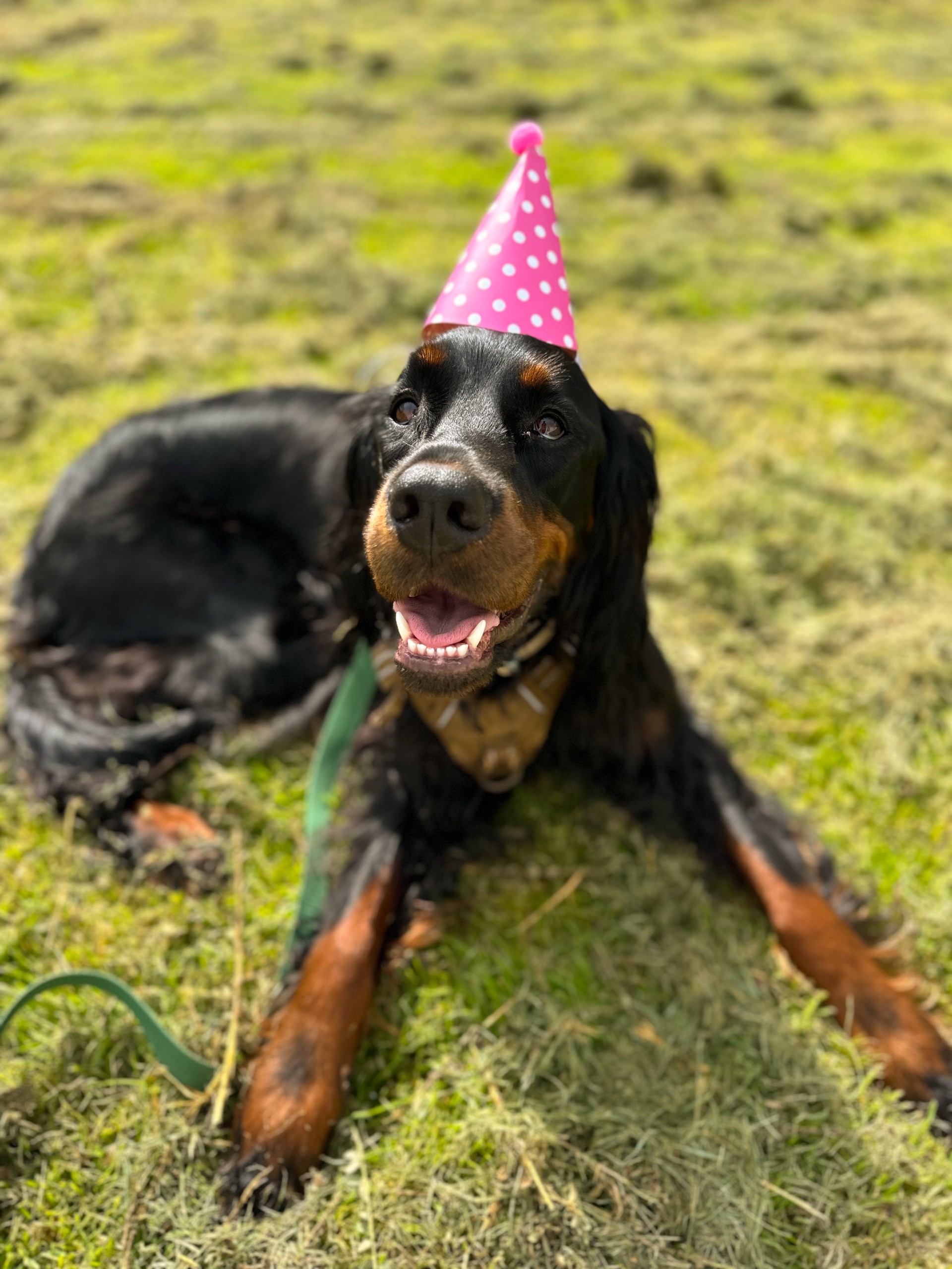 A Day at Canine Camp