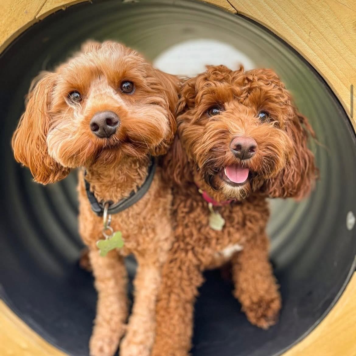 Small Dogs Club